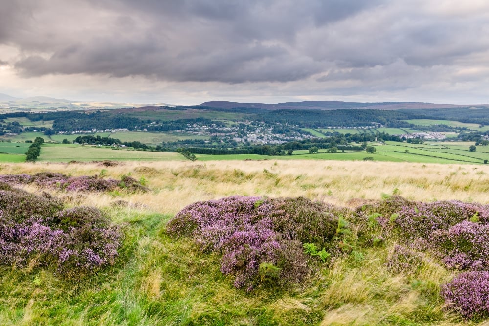 Rolling countryside with purple heather and distant village