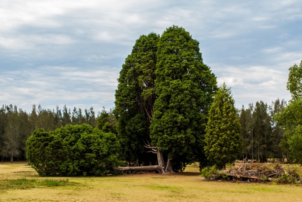 A large, dense green evergreen tree standing prominently in a grassy field with smaller shrubs and a backdrop of mixed forest under a cloudy sky.